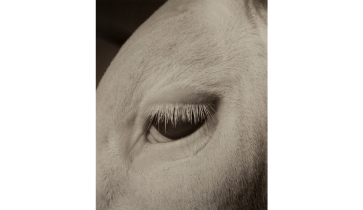 John Gutmann, The Tear, mid 20th Century, Gelatin silver print, 8 3/8 in. x 6 3/4 in., Museum Purchase, Susan L. Mills Fund, 1941.4